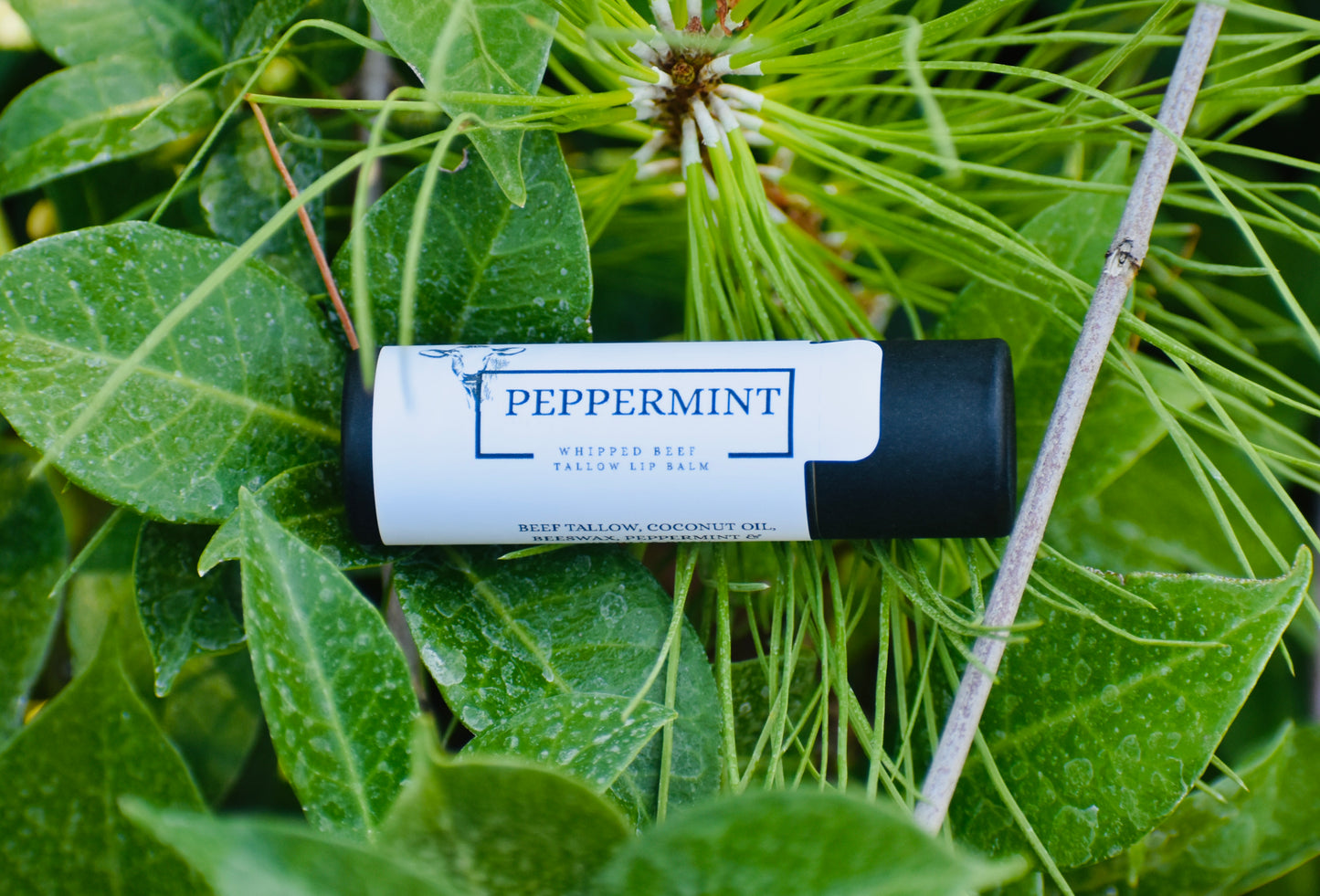 100% Grass Fed Beef Tallow Peppermint Lip Balm